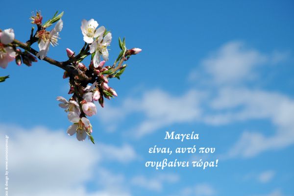 Almond Tree