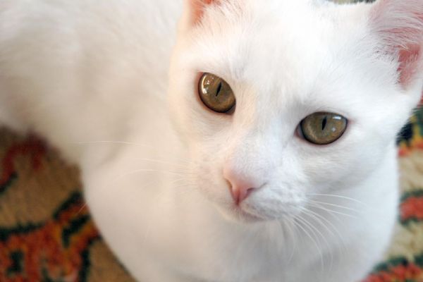 Bastet