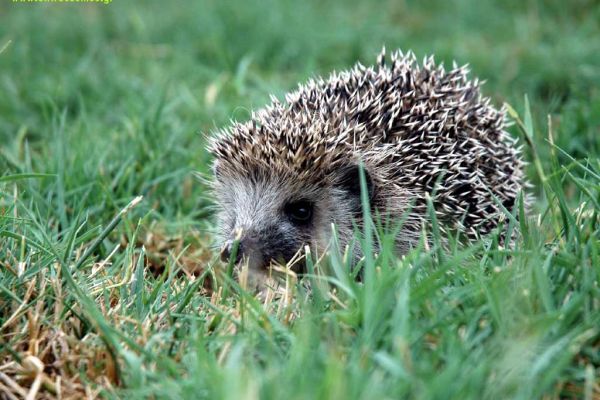 Porcupinos