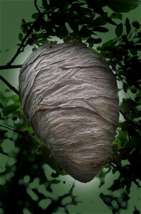 Beehive