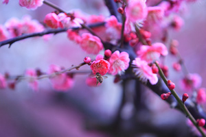 Pinkbee