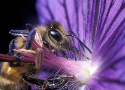 Purplebee